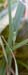 Conocephalus_discolor_n_001