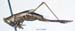 Conocephalus_japonicus_minutus_f_1074