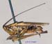 Conocephalus_japonicus_minutus_m_1073