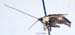 Conocephalus_percaudatus_m_1065