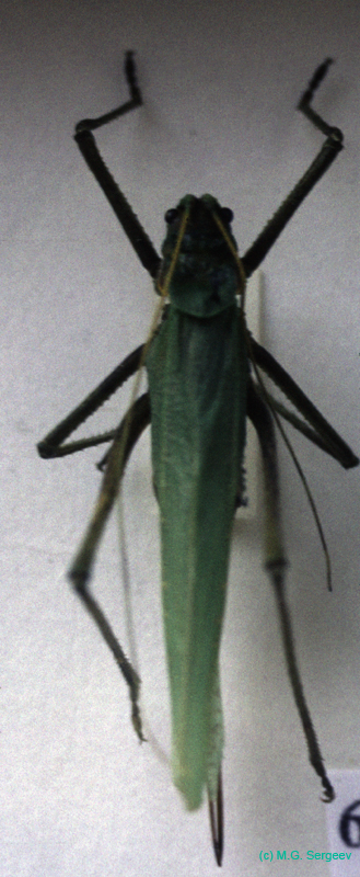 Glyphonotus_thoracicus_f_01