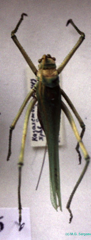 Glyphonotus_thoracicus_f_02