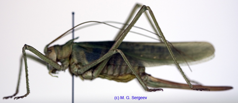 Glyphonotus_thoracicus_f_1076