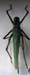 Glyphonotus_thoracicus_f_01