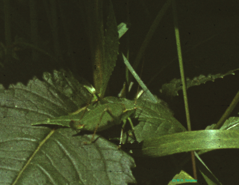 Isophya_pyrenea_f_90_01