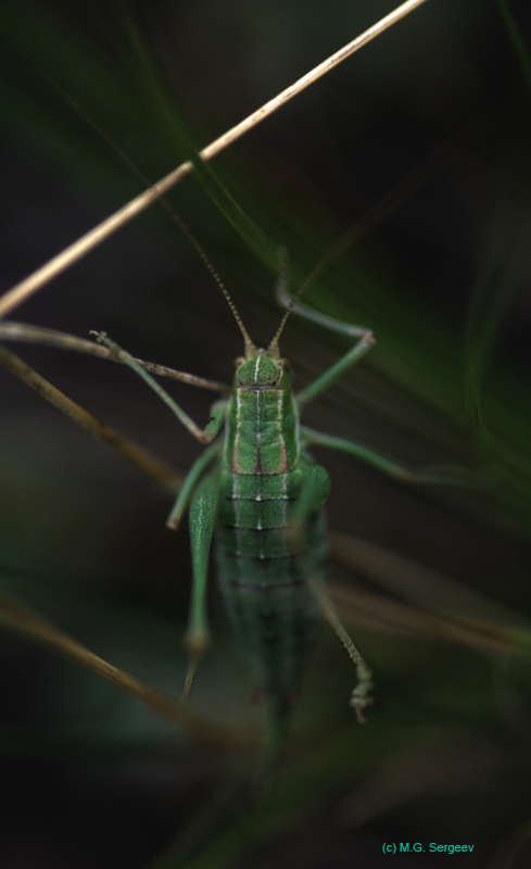 Poecilimon_intermedius_f_03_01