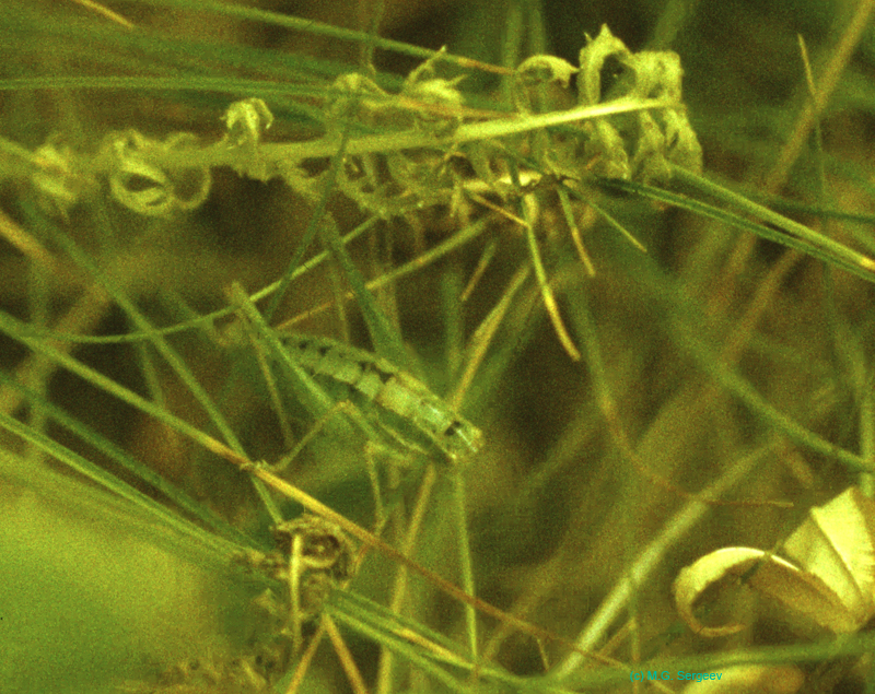 Poecilimon_intermedius_f_95_02