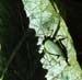 Isophya_altaica_f_xx_01