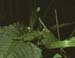 Isophya_pyrenea_f_90_01