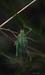 Poecilimon_intermedius_f_03_01