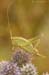 Poecilimon_intermedius_f_2007_Danilov