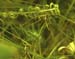 Poecilimon_intermedius_f_95_02