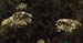 Poecilimon_intermedius_group_03_01