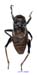Onconotus_laxmanni_m_1030