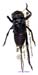 Onconotus_servillei_f_1079