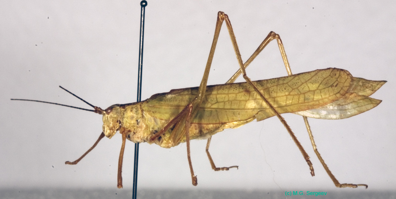 Elimaea_fallax_m_0960