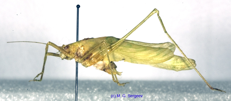 Kuwayamaea_rossica_m_0963