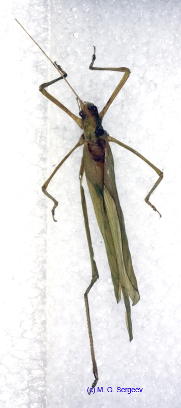 Kuwayamaea_rossica_m_0964