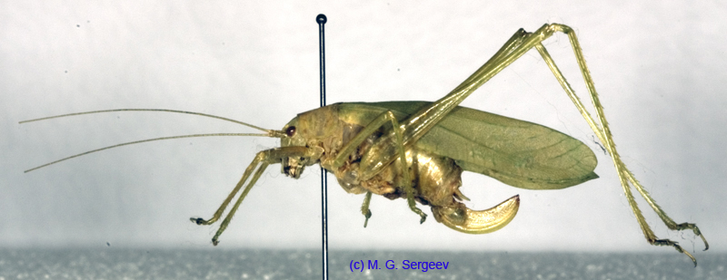 Kuwayamaea_sapporensis_f_0961