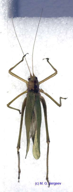 Kuwayamaea_sapporensis_f_0962