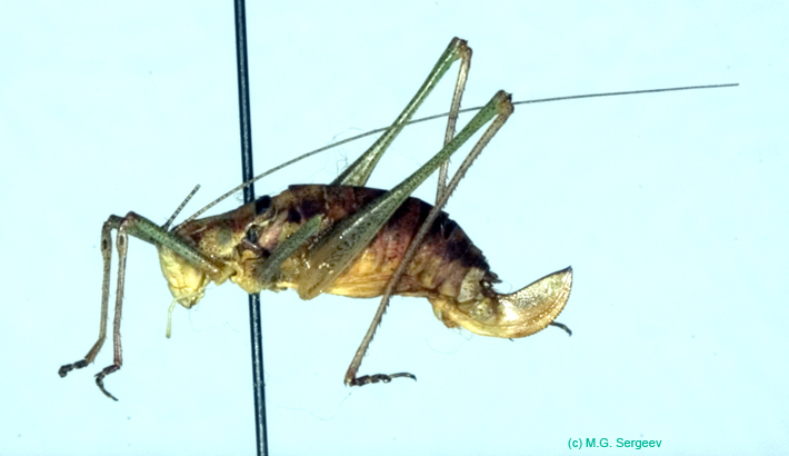 Leptophyes_albovittata_f_0969
