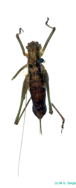 Leptophyes_albovittata_f_0970