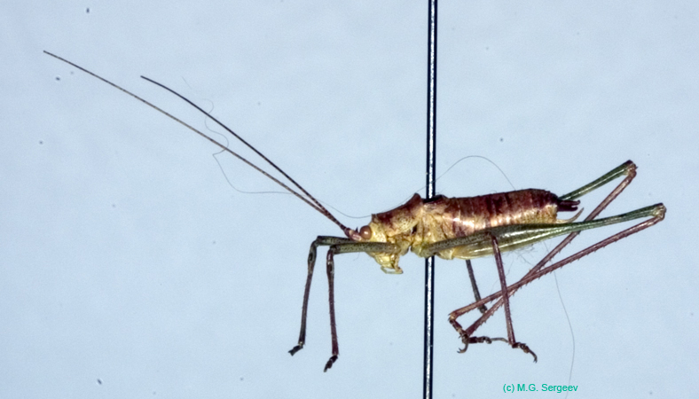 Leptophyes_albovittata_m_0967