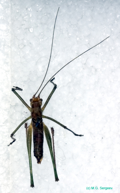 Leptophyes_albovittata_m_0968