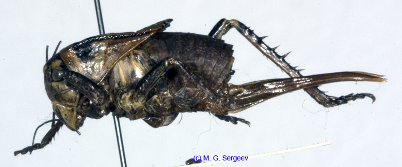 Onconotus_servillei_f_1078