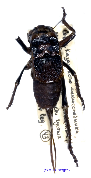 Onconotus_servillei_f_1079