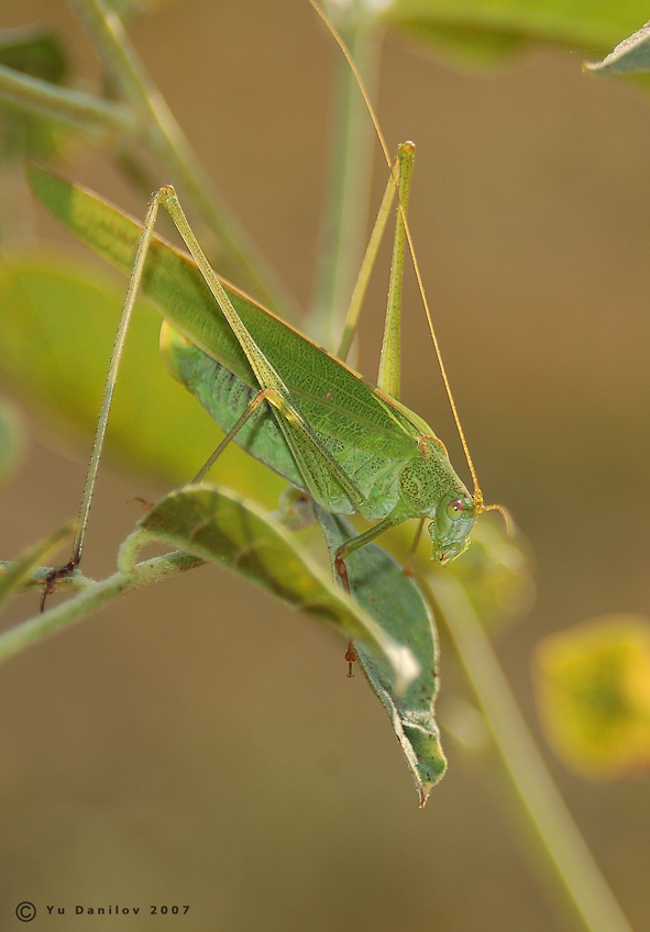 Phaneroptera_falcata_f_2007_1_Danilov