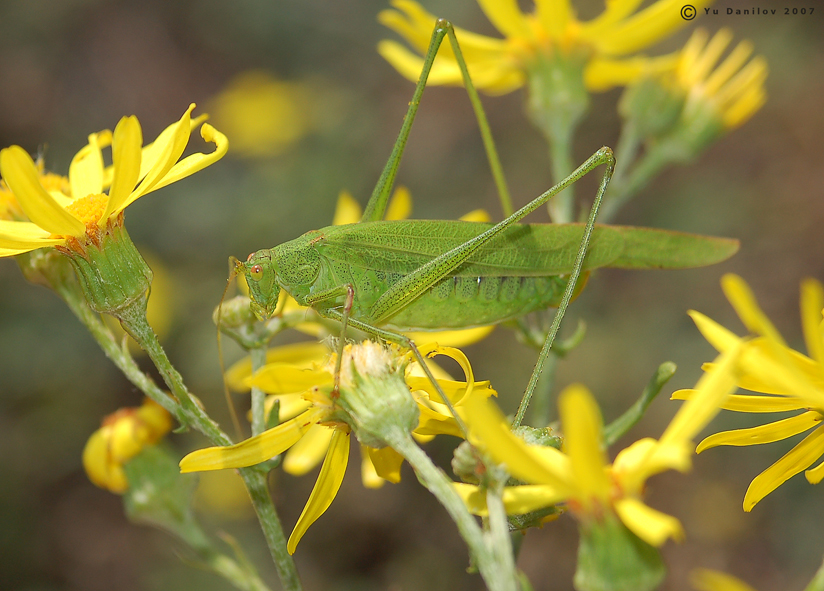 Phaneroptera_falcata_f_2007_2_Danilov