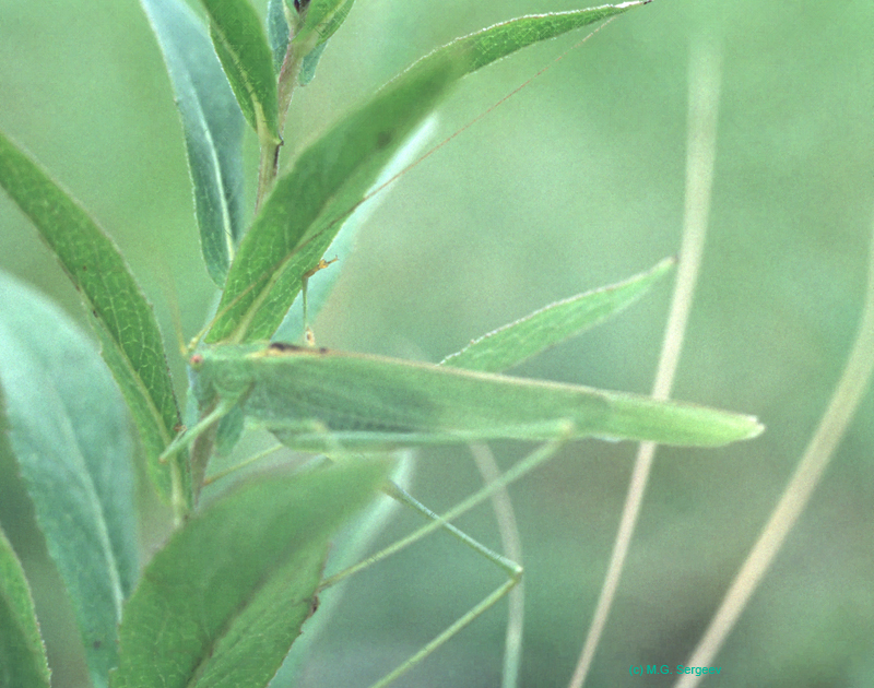 Phaneroptera_falcata_m_99_01