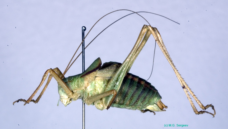 Poecilimon_heroicus_m_0973