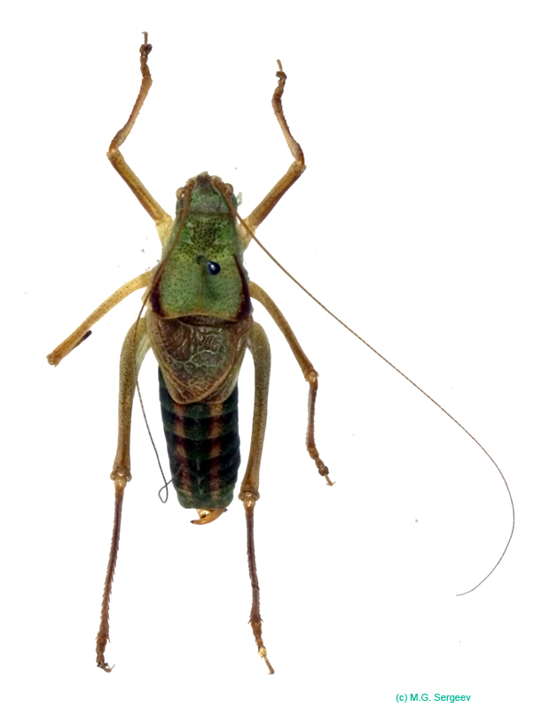 Poecilimon_heroicus_m_0974