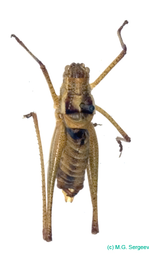 Poecilimon_scythicus_m_0972