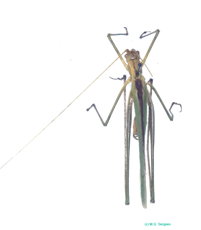 Tylopsis_liliifolia_m_0966