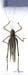Kuwayamaea_sapporensis_f_0962