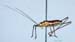 Leptophyes_albovittata_m_0967