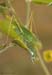 Phaneroptera_falcata_f_2007_1_Danilov