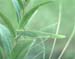 Phaneroptera_falcata_m_99_01