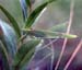 Phaneroptera_falcata_m_99_02