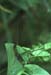 Phaneroptera_falcata_n_02_01