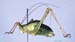 Poecilimon_heroicus_m_0973