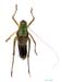 Poecilimon_heroicus_m_0974