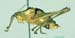 Poecilimon_scythicus_m_0971