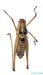 Poecilimon_scythicus_m_0972