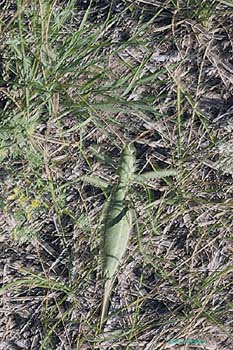 Saga_pedo_f_0692