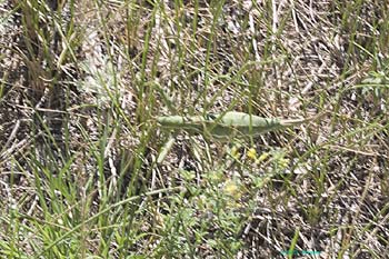 Saga_pedo_f_0694