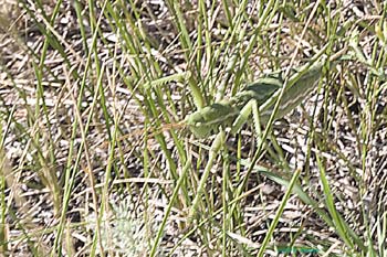 Saga_pedo_f_0701
